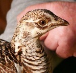 A helping hand for a hen Attwater's Prairie-Chicken
