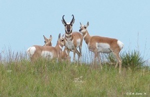 Pronghorn Antelope