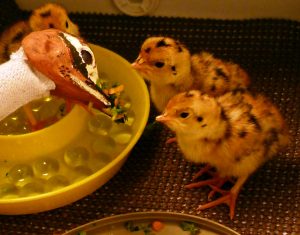 A surrogate puppet feeds prairie chicken hatchlings a special diet of healthy vegetables