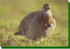 Notice the radio around the neck of this prairie-chicken cock. image (c) Joel Sartore www.joelsartore.com