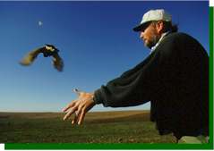 Releasing a banded and radio-collared prairie-chicken in the early morning. image (c) Joel Sartore www.joelsartore.com