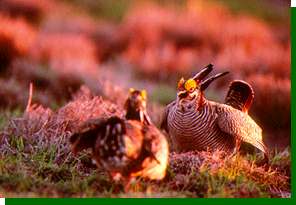 lesser prairie chicken