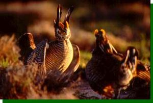 lesser prairie chickens
