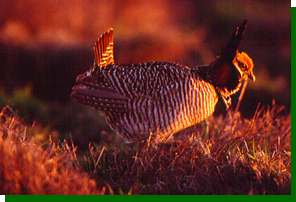 lesser prairie chicken