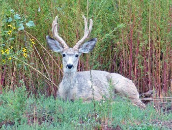 Mule Deer