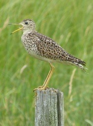 Upland Sandpiper