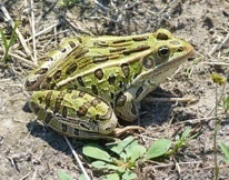 Leopard Frog