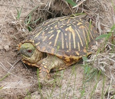 Ornate Box Turtle
