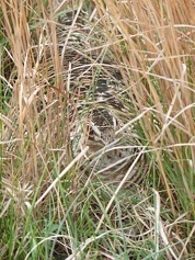 A female prairie-chicken nesting in residual cover, and important grassland component