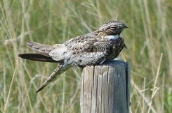Common Nighthawk