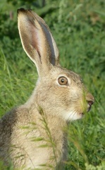 White-tailed Jackrabbit