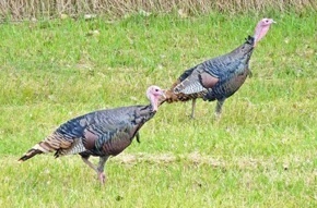 Wild Turkeys