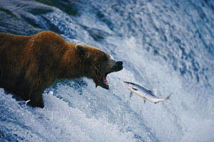 bear-sartore-2007