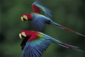 birds-sartore-2007