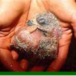 chicki