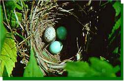 Dickcissel nest parasitized by a Brown-headed Cowbird. The cowbird egg is speckled; the two Dickcissel eggs are blue. The cowbird egg often hatches sooner and the resulting chick is larger than those of the host.