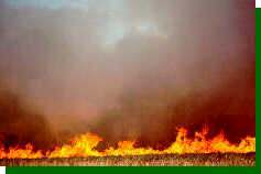 Periodic fires sweep the prairie, recycling nutrients and promoting lush re-growth of vegetation.