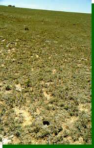 Nests are hard to locate in the featureless shortgrass prairie, although a close examination will reveal their presence. Can you see the nest?