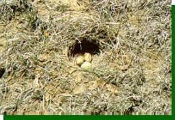 Close up of the nest at bottom center of previous photo. Close attention is needed by the parent birds to shade the exposed nest in the heat of the day.