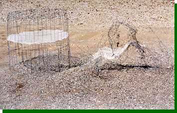 Prairie-chicken traps are no match for free-roaming bison, although the trap on the right put up a gallant fight!