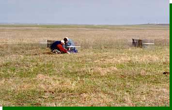 Working hard to ensure that the traps are perfectly set for next morning's trapping.