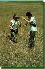 Measuring height and density of grassland vegetation. These factors affect the species composition and abundance of grassland birds.