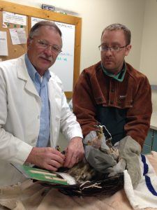Dr. Patrick Redig and staff at The Raptor Center in Minnesota patch up the injured eagle.