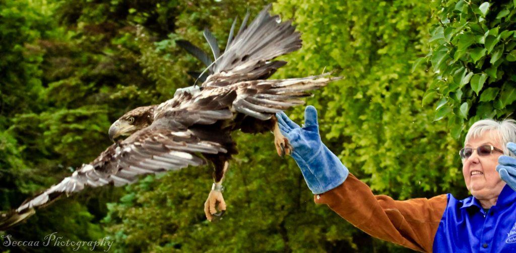 "Minnie" is released after a successful rehabilitation! (Erick Raygor - Seccaa Photography)