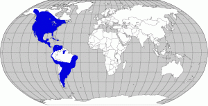 Distribution: Range includes the majority of North America, extending down through Mexico and parts of the Caribbean. They are also found throughout South America with exception of the rainforest regions.