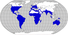 Distribution: These owls are found nearly worldwide.