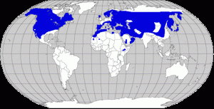 Distribution: Year round, Golden Eagles can be found throughout the western United States and western Canada down through parts of Mexico. In the summer, during breeding season, their range extends to some scattered parts of eastern Canada. During the winter, the range in the United States broadens and they can occasionally be spotted throughout the country except in the Deep South.