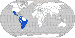 Distribution: They range from southwestern United States through Central and South America in semiarid/scrub desert-type habitats.