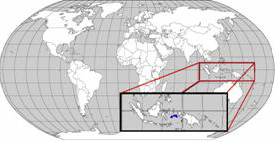 Distribution: Moluccan Cockatoos are found in forests and woodlands in the southern Moluccan Islands of Indonesia.