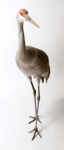 "Doodle" (Photo courtesy www.joelsartore.com)