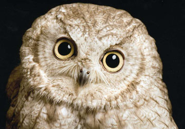 "Otis" (Photo courtesy www.joelsartore.com)