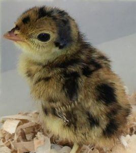 gpchchick