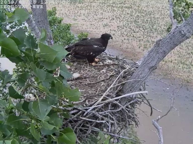 Live Bald Eagle Nest Camera – Sutton Center