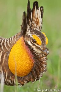 Attwater's Prairie-Chicken by Noppodal Paothong